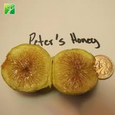 Fig fruit trees taste great fresh off the tree or dried and eater later as a snack. Full Sun Moderate Growth Rate Peters Honey Fig Tree Fruit Sapling Ficus Carica Buy Fig Sapling Peters Honey Fig Tree Sapling Ficus Carica Product On Alibaba Com