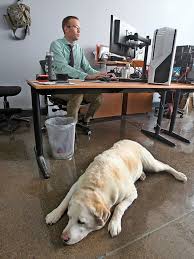 More Companies Citing Benefits Allow Pets At Work Pets Working Dogs Dogs