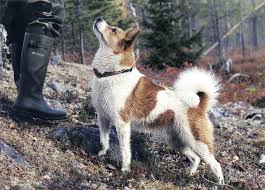 Date of publication of the standard. Norrbottenspitz Ras Breeding Strategy 2016 English Swedish Breeding Strategy Ras Documents English Summary Dogwellnet