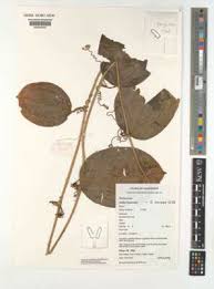 Image result for Smilax anceps
