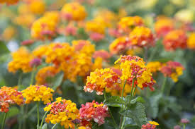 Image result for Lantana ukambensis