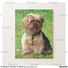 Yorkshire Terrier In Park Jigsaw Puzzle Zazzle Com In 2020 Yorkshire Terrier Puppies Yorkshire Terrier Dog Accidents