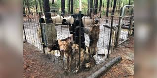 Whether you're looking for a working dog, a show dog, or just the perfect family companion. Hundreds Of German Shepherds Were Rescued From Georgia Puppy Mill The Dodo