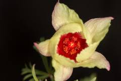 Image result for Cienfuegosia digitata