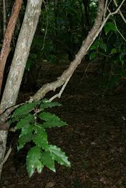 Image result for Tiliacora funifera