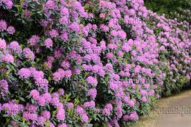 520448 Catawba Rhododendron Rhododendron Catawbiense Roseum Elegans With Images Plants Landscape Decor Diy Rhododendron