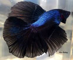 The galaxy koi betta fish has vibrant iridescent blue to turquoise scales that really make it exotic and exciting. Exotic Halfmoon Bettas With Betta Tanks Wholesale Prices Pune Free Classified Ads