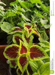 Ein fenster in südlicher ausrichtung ist in der regel der er besticht mit einem bizarren wuchs, kleinen rundlichen, meist rosafarbenen bis roten blüten. Zimmerpflanze Hypoestheses Mit Rot Grunen Blattern Stockbild Bild Von Laub Nave 96808643