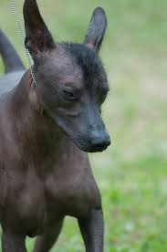 6 Amazing Animals That Start With The Letter X Perro Calvo Perros Perro Rojo