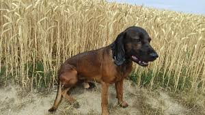 Image result for bavorský barvář