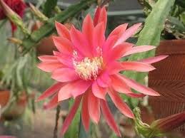 Find out how this small but fierce plant helps brighten up the winter. Epiphyllum Maiden S Prayer Orchid Cactus Christmas Cactus Desert Plants
