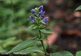 Image result for Rungia