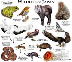 Wildlife Of Japan Animals Animals Wild Animal Drawings