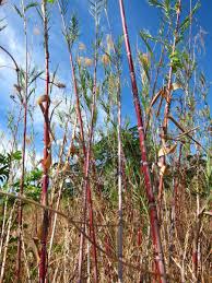 Image result for Phragmites karka