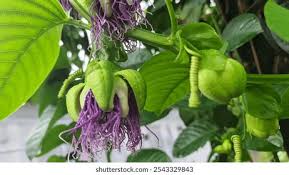 Image result for Passiflora quadrangularis