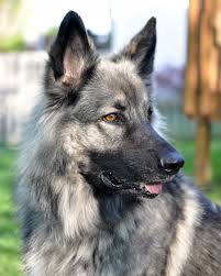 The following is a list of planned. Shiloh Shepherd Vs Leonberger Breed Comparison Mydogbreeds