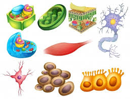 Check spelling or type a new query. Plant Cell Images Free Vectors Stock Photos Psd