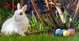 —creo que… nadie lo notará. 8 Datos Curiosos Sobre El Conejo De Pascua