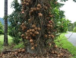 Explore a wide range of trees like unique & unusual edibles, guava trees, fragrant spring tree, goumi raintree, and more from raintree nursery. The Weird And Mysterious Naga Linga Or Shiva Linga Tree Blog Nurserylive Com Gardening In India