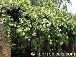 Climbing Frangipani Beautiful Gardens Frangipani Plants