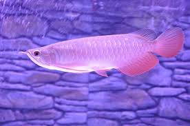 Bettas Exhibiting Fighting Dragon Fish Fish For Sale Fish