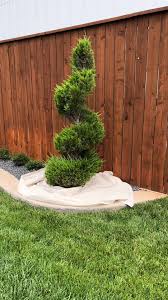 Image result for spiral cut juniper trees