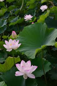Pin On Life Around The Lily Pond