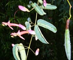 Image result for Dolichandra