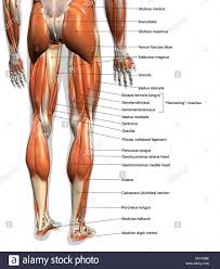 Labeled Anatomy Chart Of Male Leg Muscles On White