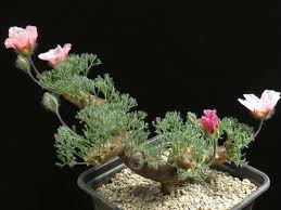 Image result for Monsonia