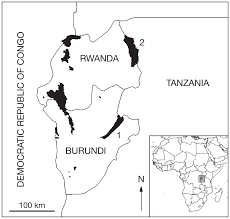 Image result for Dissotis ruandensis