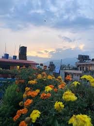 Hydrangeas are a beloved garden flower, and for good reason! This Is The View From The Rooftop Garden It Was Personally My Favorite Spot In The Hotel To Spend Time Picture Of Hotel Pleasure Home Kathmandu Tripadvisor