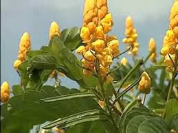 Candlestick cassia, medicinal seeds, 20 seeds per pack, organic seeds, gmo free seeds, name: Golden Color Easy Care Make Candlestick Plant Ideal For Fall Youtube