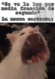 Lost on you (meme)ft:flex vega remake flipaclip. Top Memes De Morra Castrosa En Espanol Memedroid