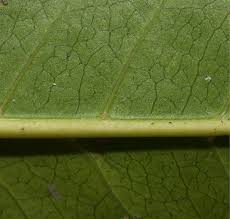 Image result for Psychotria djumaensis