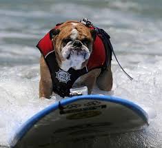 Картинки по запросу приколы с серфингистами