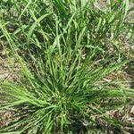Image result for Urochloa eminii