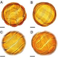 Image result for Whitfieldia thollonii