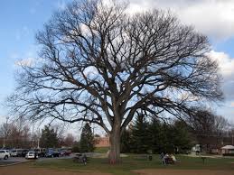 Extends from eastern saskatchewan to the. Shape Is Key To Identifying American Elm Wunderwoods