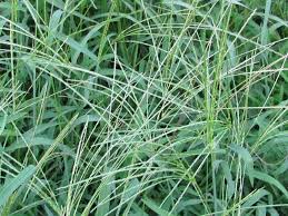 Image result for Digitaria compressa