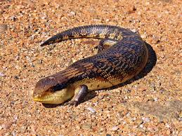 The plots are well written, and sometimes you feel like you're twisting your brain into a knot, trying to figure out the paradoxes. Skink Wikipedia