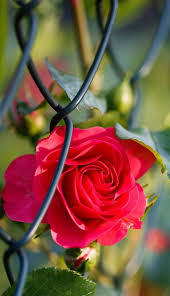 Flowers Hd And Widescreen Wallpapers Red Rose Flowers In The Rain Wallp Floral Wallpaper Desktop Beautiful Flowers Wallpapers Beautiful Flowers Hd Wallpapers