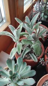 Kalanchoe Tomentosa Panda Plant Plants Succulents Modern