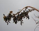Image result for Vernonia musofensis