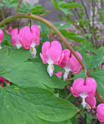 Wuloonso 10pcs exotic black bleeding heart seeds dicentra spectabilis shade flower garden plant. Bleeding Hearts Floral Hearts Celebrating Spring Horticulture And Home Pest News