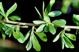 Image result for Ehretia rigida