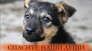 pin na doske only elite food for favorite dog even if at that moment i don t have the food