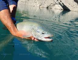 Découvrez notre campagne tv de promotion de la pêche. Peche Truite 2019 Drome Infos Et Ressources