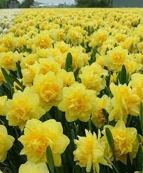 Grow your own flowers with these pink dahlia seeds. Narcissus Sherborne Bulb Flowers Pretty Flowers Beautiful Flowers
