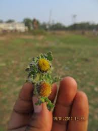 Image result for Grangea zambesiaca